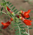 Sutherlandia frutescens - 3 nasiona